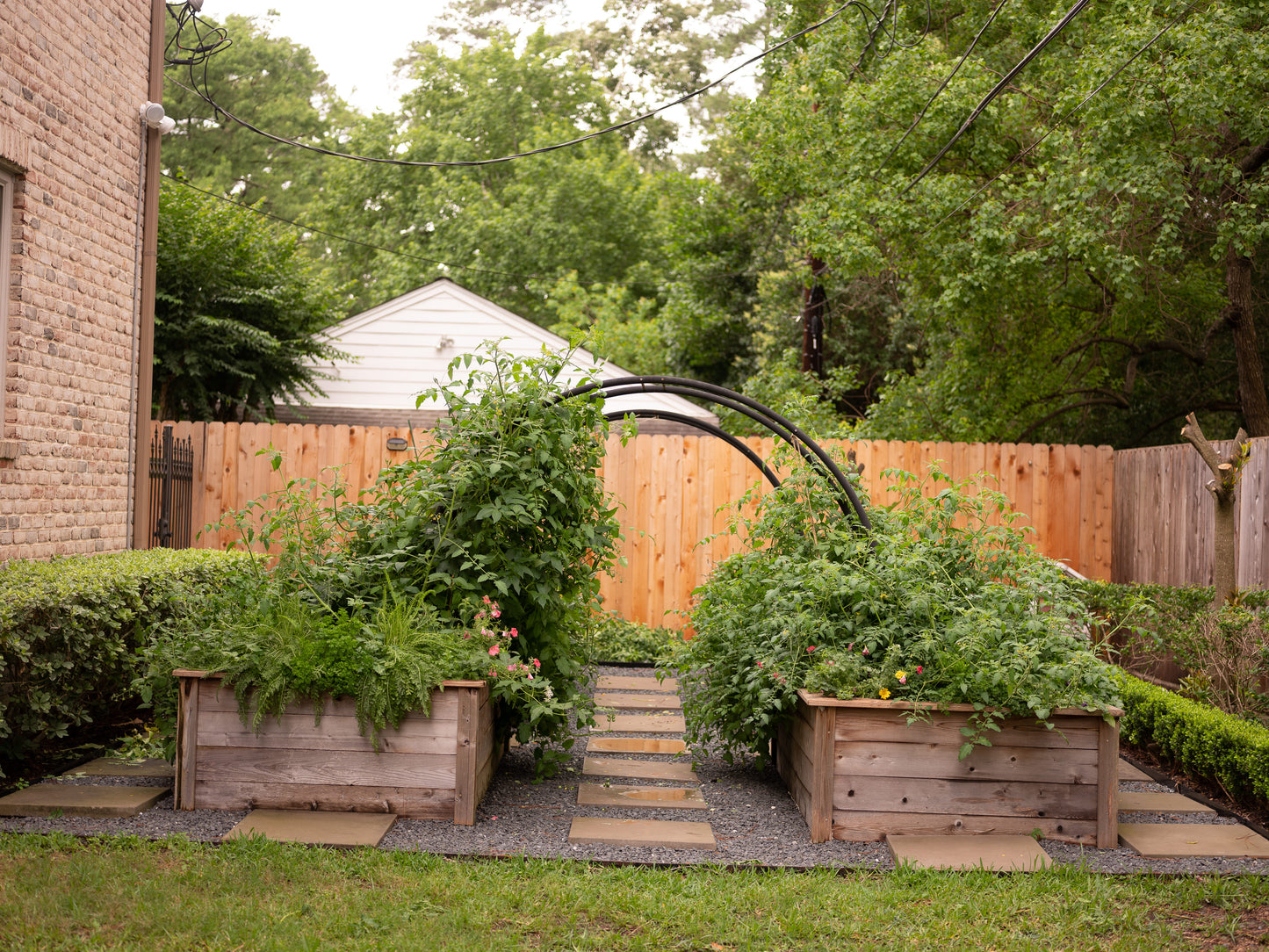 a four bed raised garden set on gravel, with stone walkways set around the beds. the garden beds are cedar and connected by arch trellises. the garden uses intensive planting to fill the garden so it is productive and easy to maintain. the garden is overflowing with green and producing a lot of vegetables for a family to eat