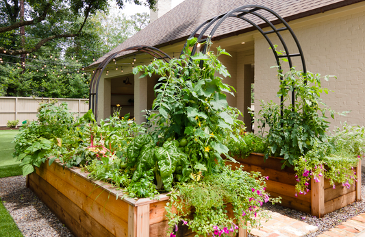 a raised bed kitchen garden comprised of two cedar raised beds and two wrought iron arch trellises, planted with intensive planting methods